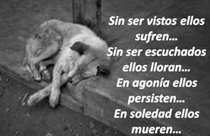 La noche es más fría para los seres que sufren el abandono. Urge concienciar para acabar con esta lacra. Un drama para los animales más ancianos o enfermos. Promover las adopciones, esencial. Adoptar es un acto de amor, de solidaridad y es compartir felicidad. Buena noche a tod@s