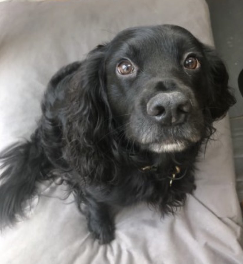 rosieDoc2's tweet photo. No words 🌈😓💔
How scared he must of been
How far did he run

Found on Watergate beach 😔

Heartbroken 💔 
So sorry PEPE gorgeous boy
Your mum hasn’t slept for nights 
R I P 💔💔💔💔💔

https://t.co/vlVPmNmubr

#Banfireworks #banfireworks https://t.co/slO94u38qC