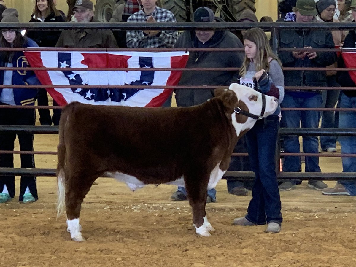 GenevaSchoolTX's tweet image. Sophomore Will Muck won Champion Dairy Heifer and his seventh grade sister Sadie Muck won Reserve Champion Miniature Hereford at the Kendall County Jr. Livestock Show today. Way to go Will and Sadie!