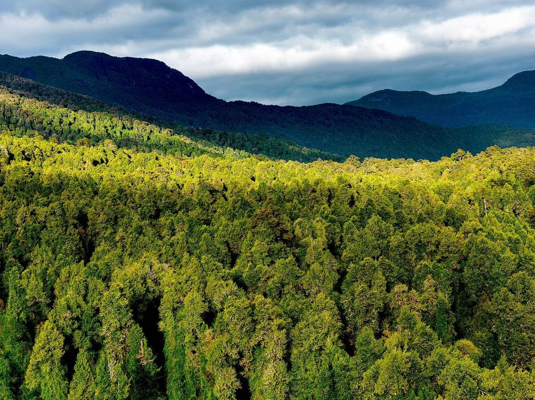 TurismoEnChile's tweet photo. Parque Nacional Pumalin. 🌳🍃🦋
La Región de los Lagos, Chile, alberga el Parque Nacional Pumalín Douglas Tompkins, una de las principales áreas protegidas que componen la Ruta de los Parques de la Patagonia.

Fotos de Antonio Vizcaíno para @tompkinsconservationchile https://t.co/EobD500Mv6
