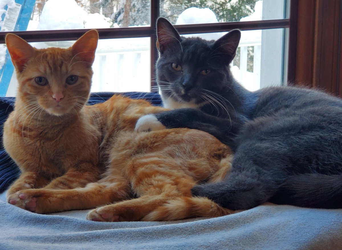CoyoteWolverine's tweet photo. Snowday, bathtime
#CatsOnTwitter #CatsofTwittter #kittensoftwitter 
surprise 8" of snow on faulty forecast https://t.co/pQYNT0B42M