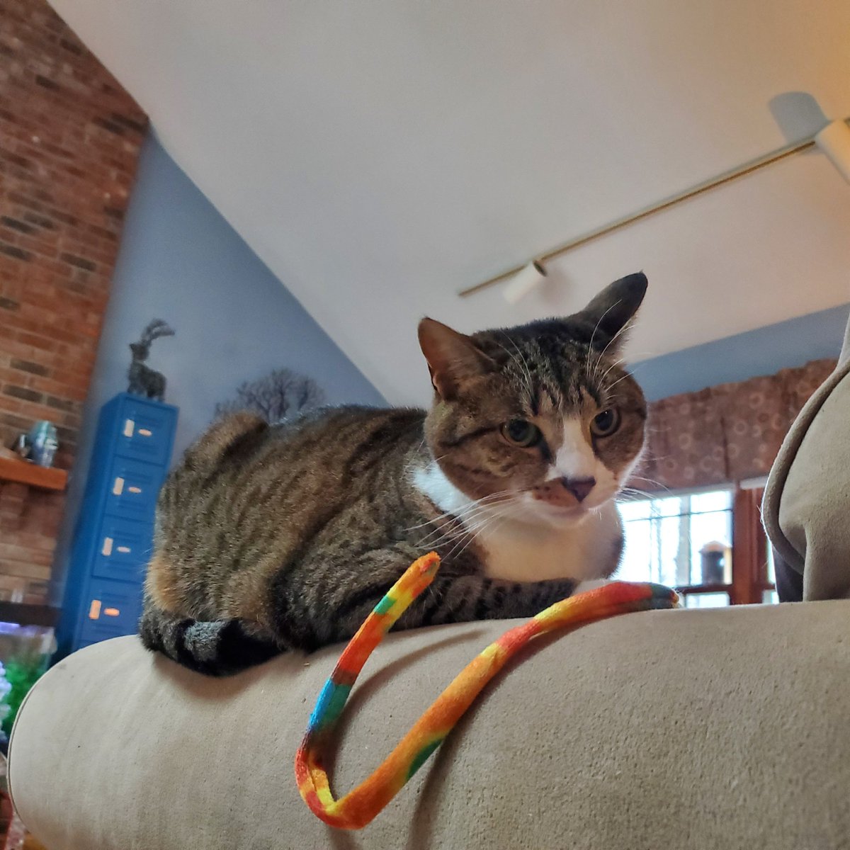 CatWombat's tweet photo. Dis is Mine
#CatsOfTwitter #CatsOnTwitter https://t.co/sijeUblaN1