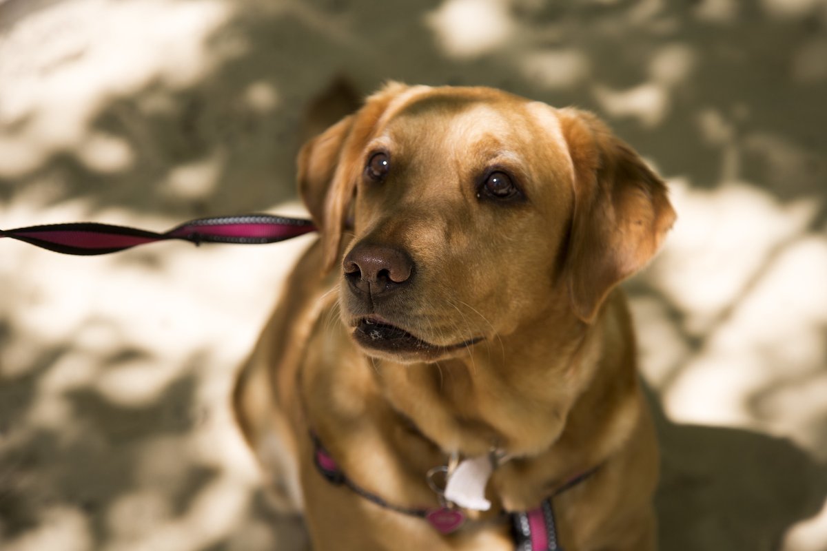 SERVICIO DE VACUNACIÓN DE MASCOTAS🐶🐱

¡Vení a vacunar a tu mascota de forma gratuita a los puestos de Zoonosis! 
🐶sanisidro.gob.ar/mascotas

#Mascotas #Vacunación #SanIsidro