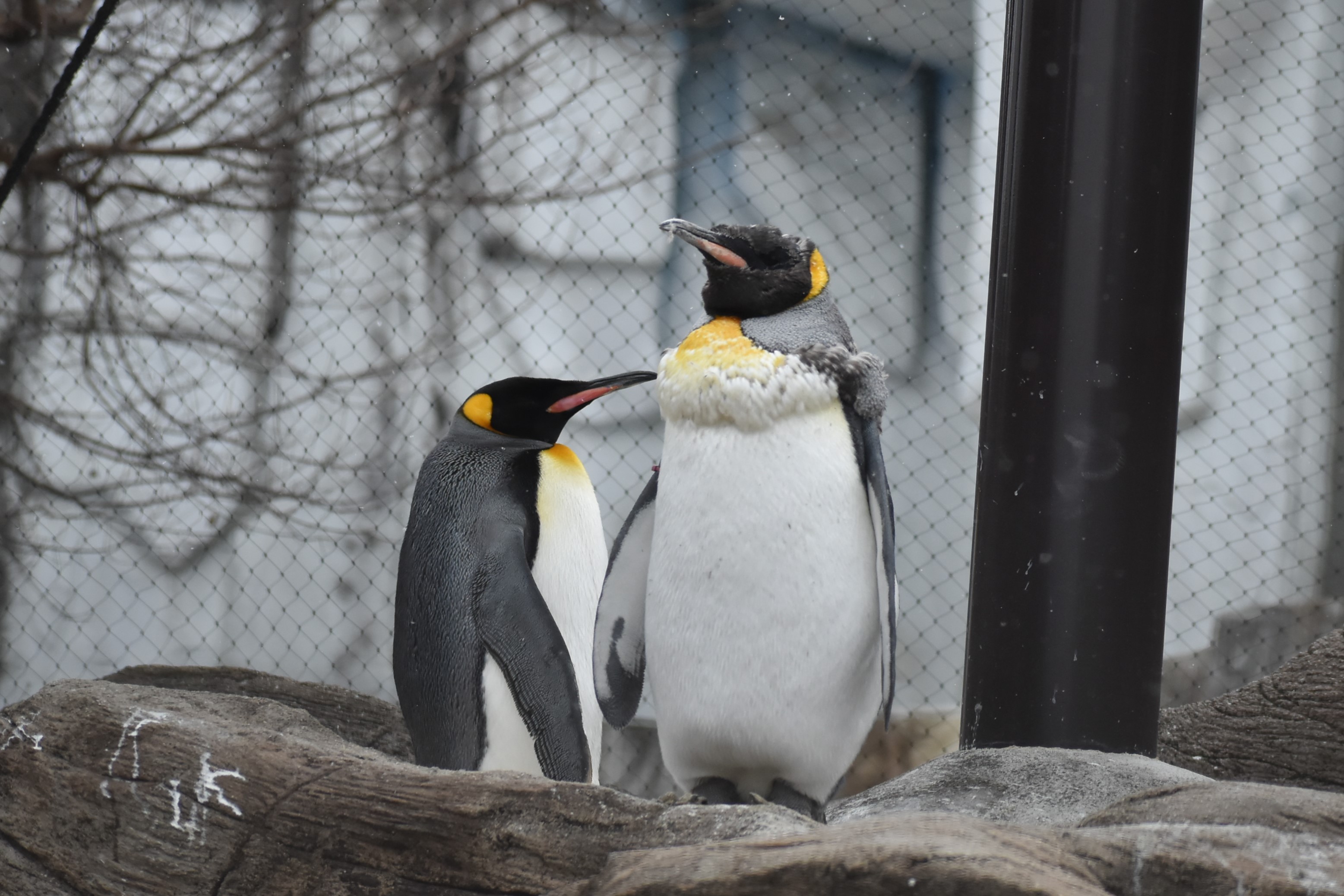 名古屋市東山動植物園 オウサマペンギン 換羽 の進み具合に差がみられますね もふもふ 東山動植物園 ペンギン キンペー ピンク 鳥 もふもふ 動物園 名古屋 T Co Caxuzumjzw Twitter