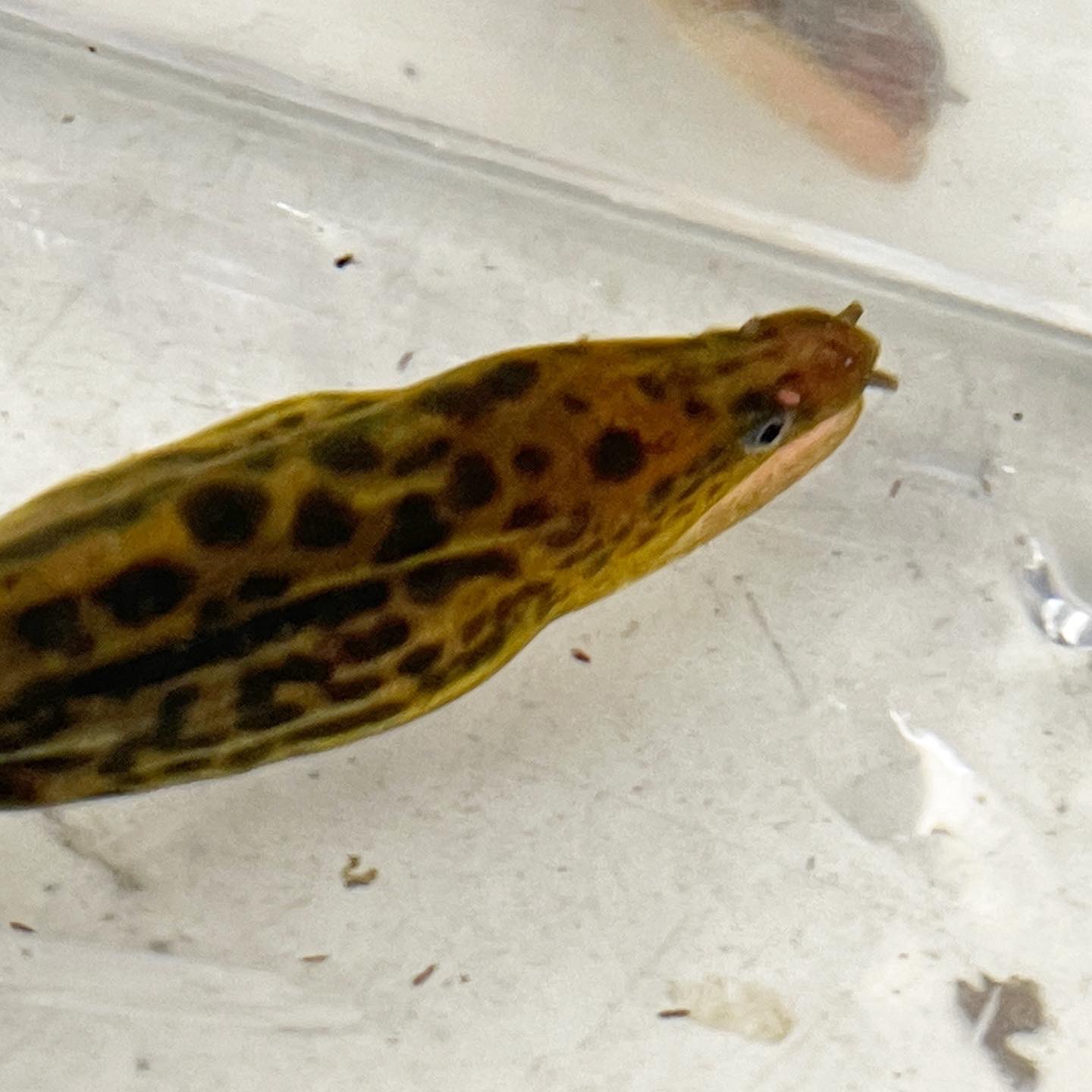 アクアペットジョイ所沢店 純淡水性 ヤマウツボ 入荷しております 水槽内を泳ぐ姿はカッコイイ ウツボは海の生物 いや 山に棲む ヤマウツボ ウツボ です ウツボ販売 ヤマウツボ販売 熱帯魚埼玉 熱帯魚所沢 ペット 埼玉 所沢