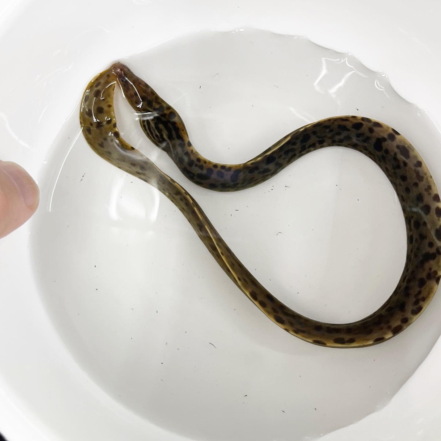 アクアペットジョイ所沢店 純淡水性 ヤマウツボ 入荷しております 水槽内を泳ぐ姿はカッコイイ ウツボは海の生物 いや 山に棲む ヤマウツボ ウツボ です ウツボ販売 ヤマウツボ販売 熱帯魚埼玉 熱帯魚所沢 ペット 埼玉 所沢