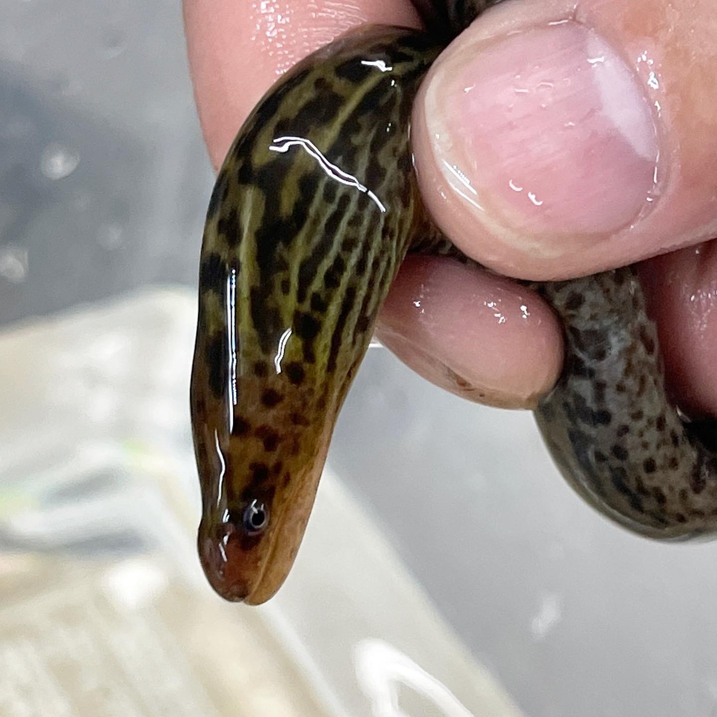 アクアペットジョイ所沢店 純淡水性 ヤマウツボ 入荷しております 水槽内を泳ぐ姿はカッコイイ ウツボは海の生物 いや 山に棲む ヤマウツボ ウツボ です ウツボ販売 ヤマウツボ販売 熱帯魚埼玉 熱帯魚所沢 ペット 埼玉 所沢