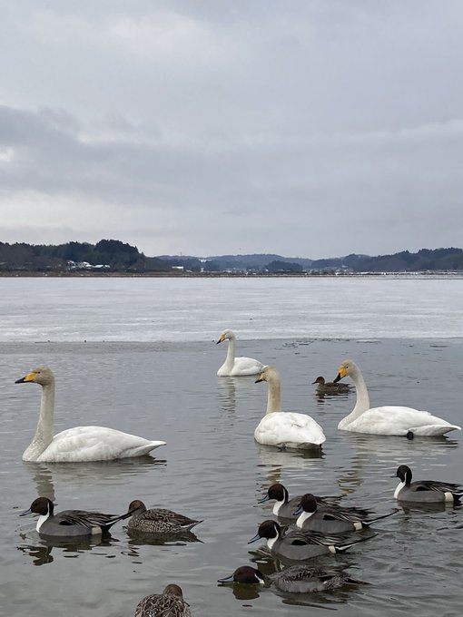 白鳥 高画質 のtwitterイラスト検索結果 古い順 白鳥 高画質 のtwitterイラスト検索結果 古い順