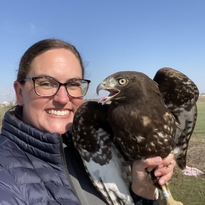 Caught my first #Harlans #Hawk today in north Texas with @KelseyBiles4!!!  #RaptorResearch