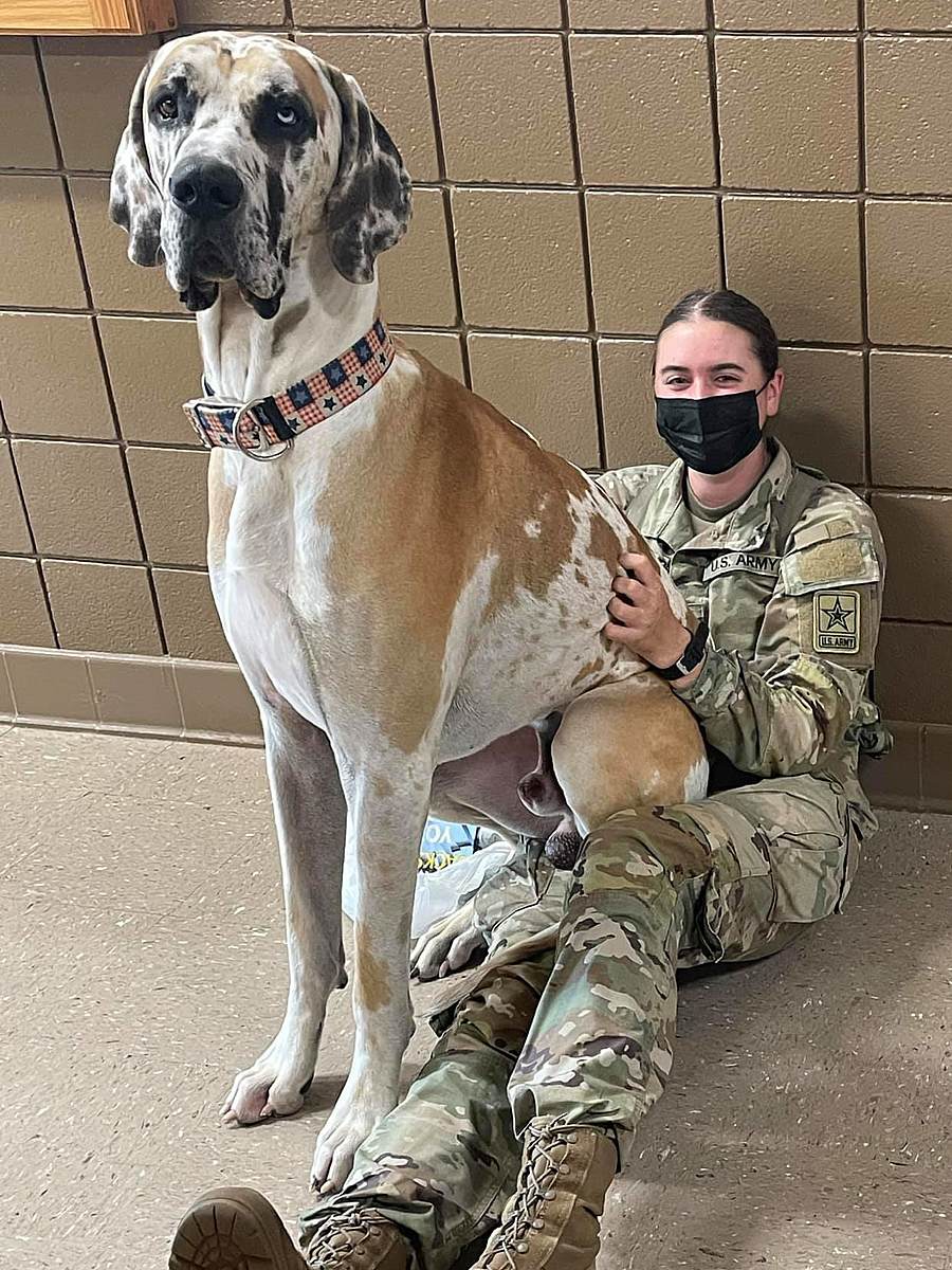 The_USO's tweet photo. Meet the Great Danes of USO Missouri, massive, cuddly dogs who boost morale for our brave men and women in uniform: https://t.co/spQaRWo5H0 https://t.co/1dLK6jfE0P