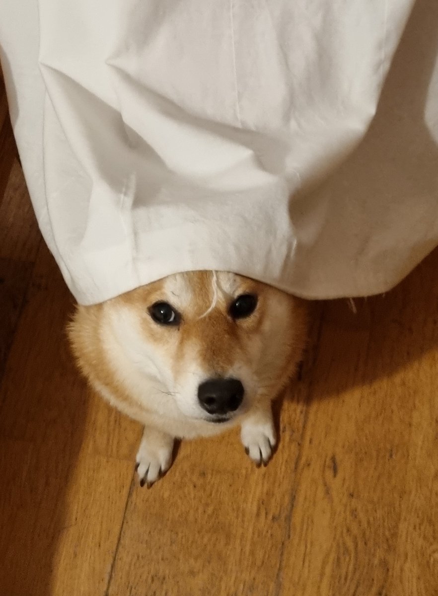 Sea3P0's tweet photo. im running out of wholesome doggo photos to soothe my minting woes.
can devs do something pls? https://t.co/zXlk1TnB1u