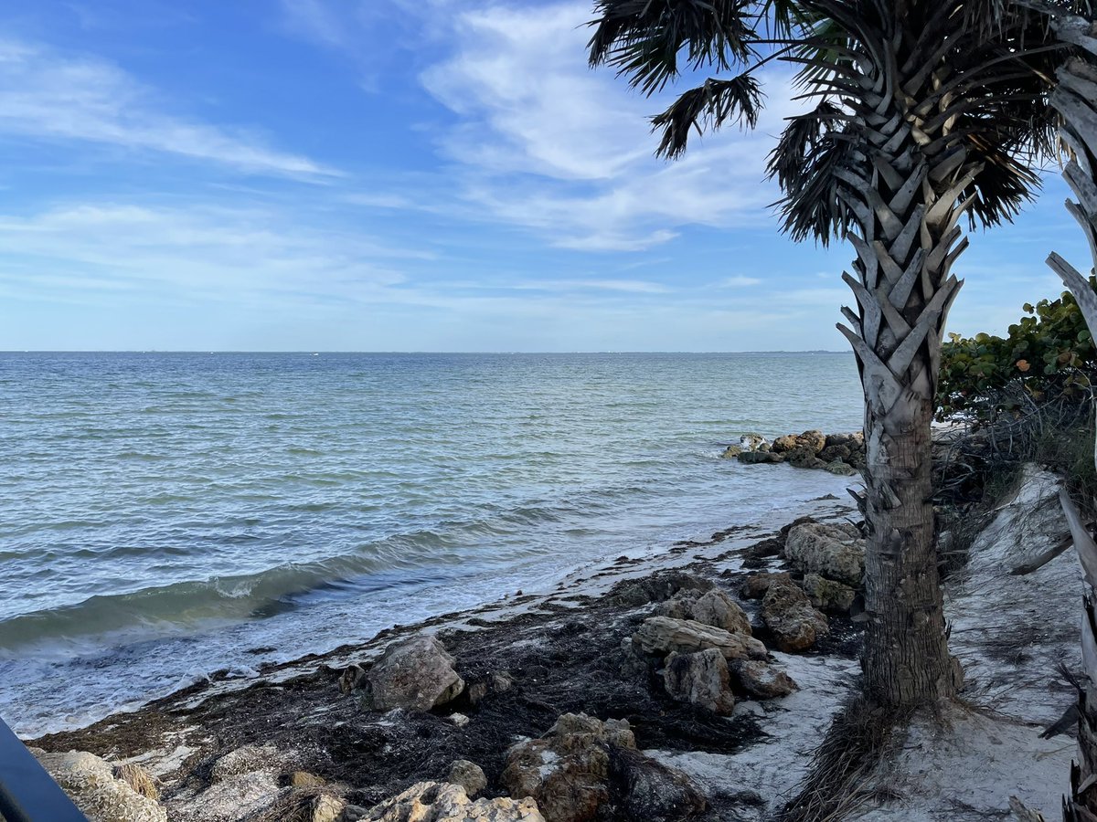 🌴🐬☀️