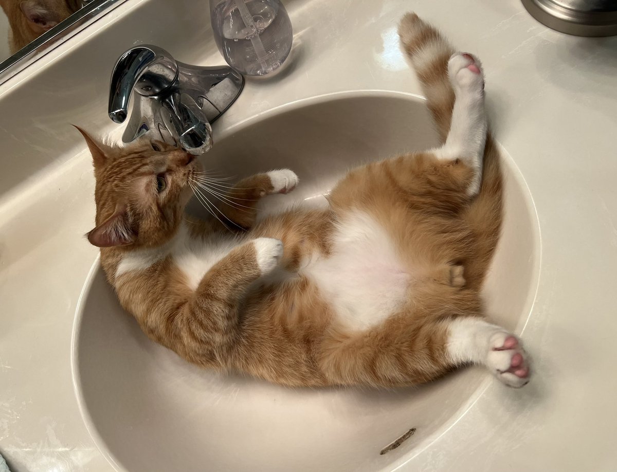 蛇口から新鮮なお水を飲みたい猫さんの くつろぎスタイル が判明し 飼い主さんびっくり 猫ベッドは絶対使わないのに Togetter