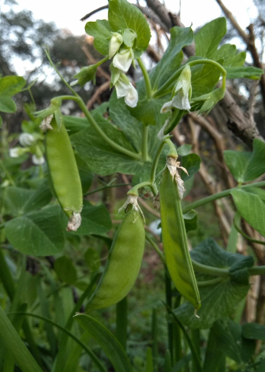 Cristen E. Rose is writing again tweet media