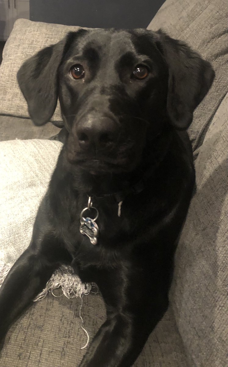 SSCJoCoKs's tweet photo. Hey, fellow dog-owners: I have a static-y dog, because winter is terrible. What are your best remedies for this affliction (which drives her crazy)? #olive #staticdog β‘οΈβ‘οΈβ‘οΈ https://t.co/WWzNrgraVm