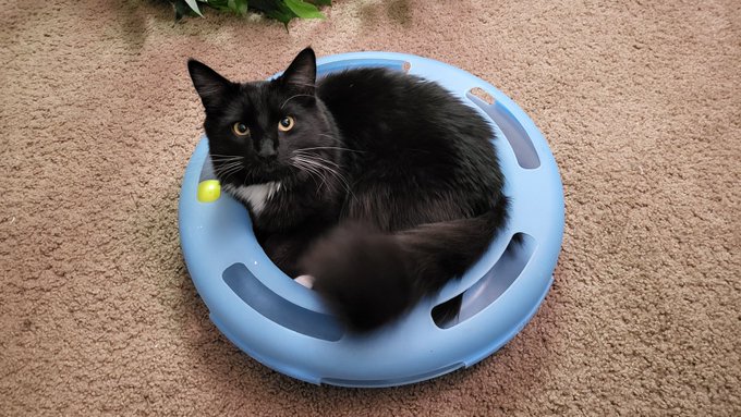 Joey has an odd sense of what to do with his toy ring 😅 https://t.co/SiJn3pHeTB<a href="/tag/newprofilepic"class="tags"><span>#newprofilepic</span></a>