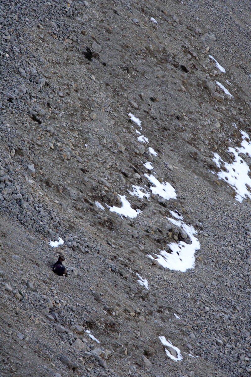 AlainLeteve's tweet photo. ...un et trois mouflons ruminent ou dorment sur la pierrier la plus sèche, ils ne m'ont pas vu, je pars...
...one and three bighorn sheeps are ruminating or sleeping on the driest scree, they did not see me, I am leaving...
#mouflon #lesmonges #thingsoutside #naturlovers #wild https://t.co/DCoE2j0xvw
