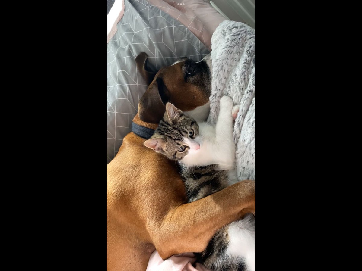 Love my boys, my fur babies 🐶🐱❤