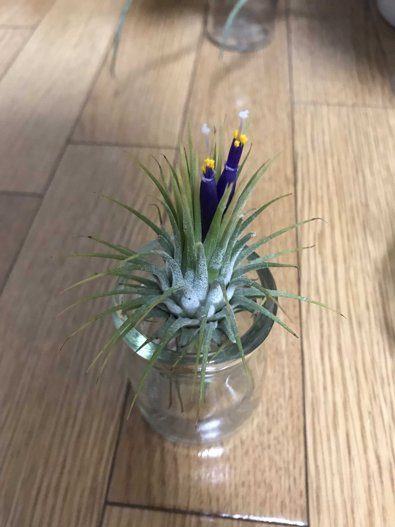 チランジア イオナンタ Twitter Search Twitter