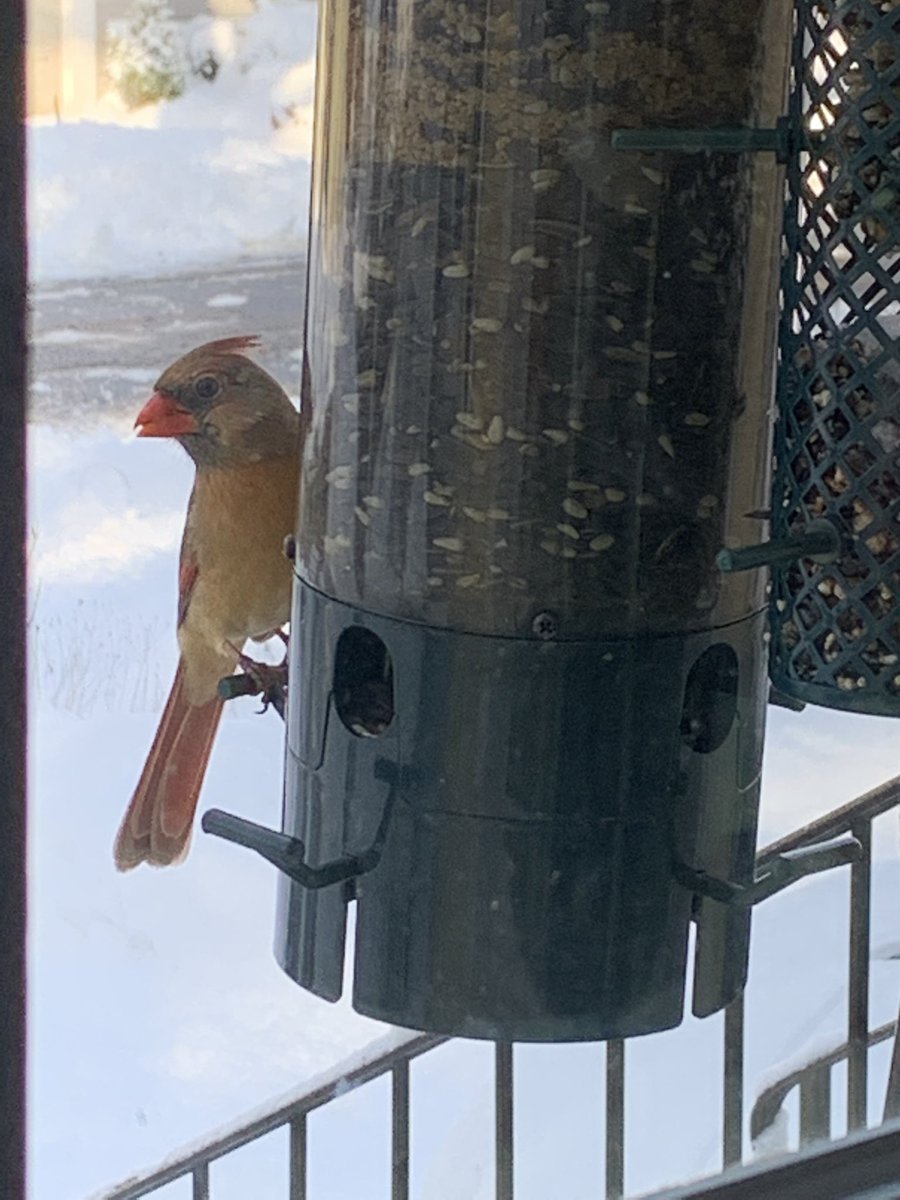 Danimct's tweet photo. @kirstiealley More snow &amp; beautiful birds ❤️❤️ https://t.co/f9ayXtT0L3