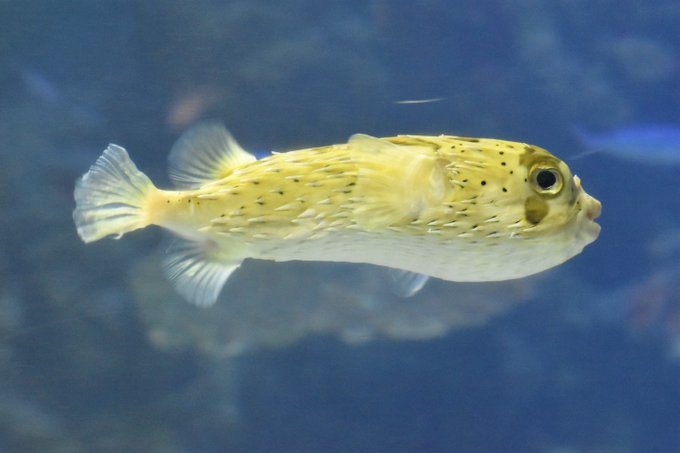 フグの仲間のtwitterイラスト検索結果