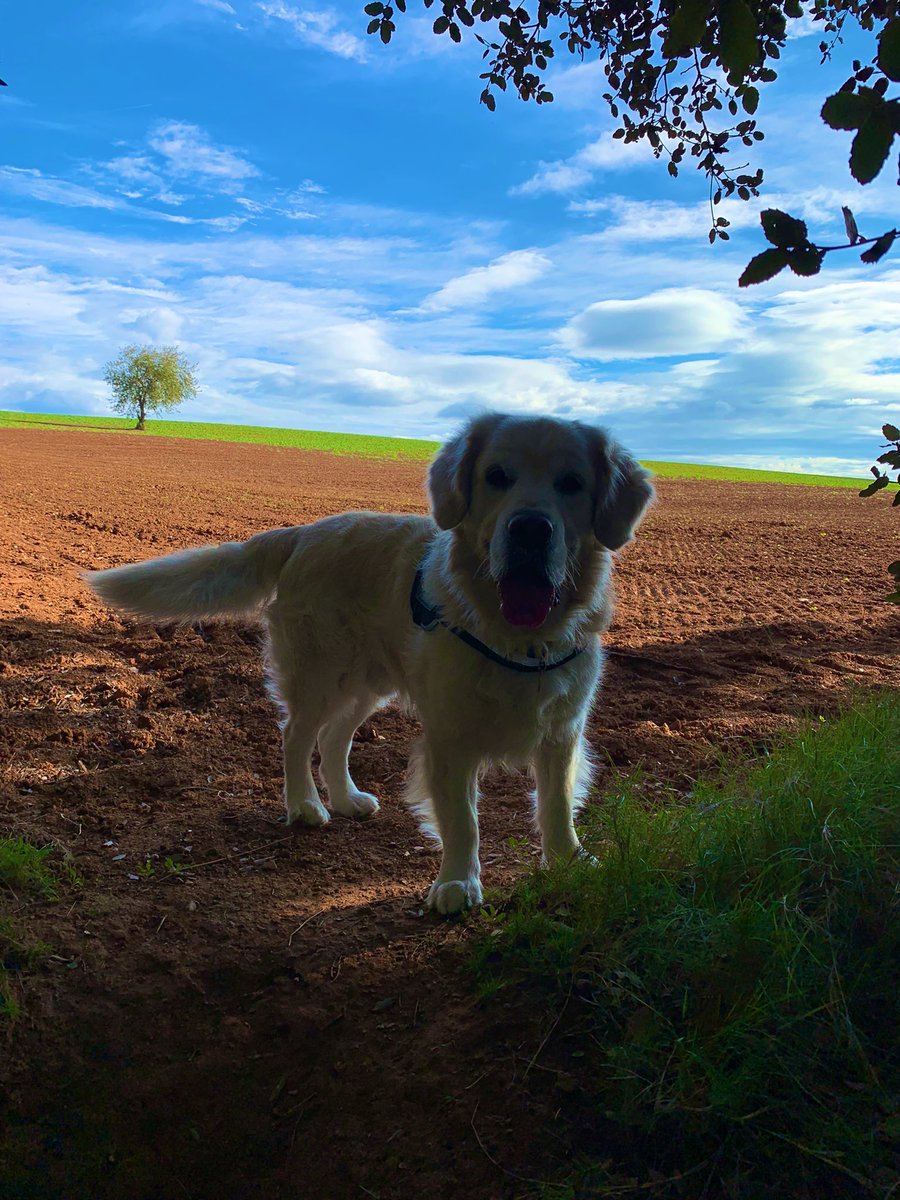 Pol Baró Tomàs tweet media