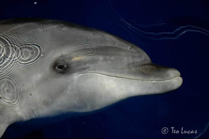 JazzyDolphin's tweet photo. Another beautiful pod of #dolphins trapped in #TheCove #Taiji #Japan 
@NGO_LIA is LIVE 
👉https://t.co/kgVQrIbEzX
#OpKillingBay https://t.co/wT4XuMfI5H