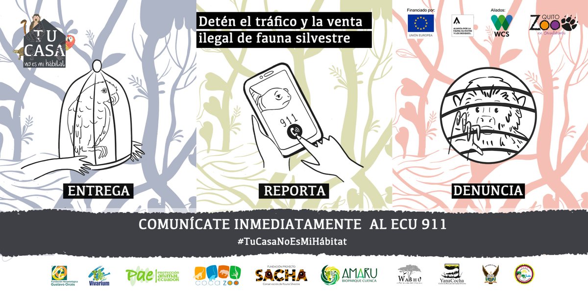 #TuCasaNoEsMiHábitat | En Ecuador, si capturas animales silvestres para destinarlos al mercado de mascotas o generar cualquier otro tipo de actividad comercial con ellos, estás cometiendo tráfico de vida silvestre e incurriendo en un delito. ¿Qué puedes hacer para combatirlo?
