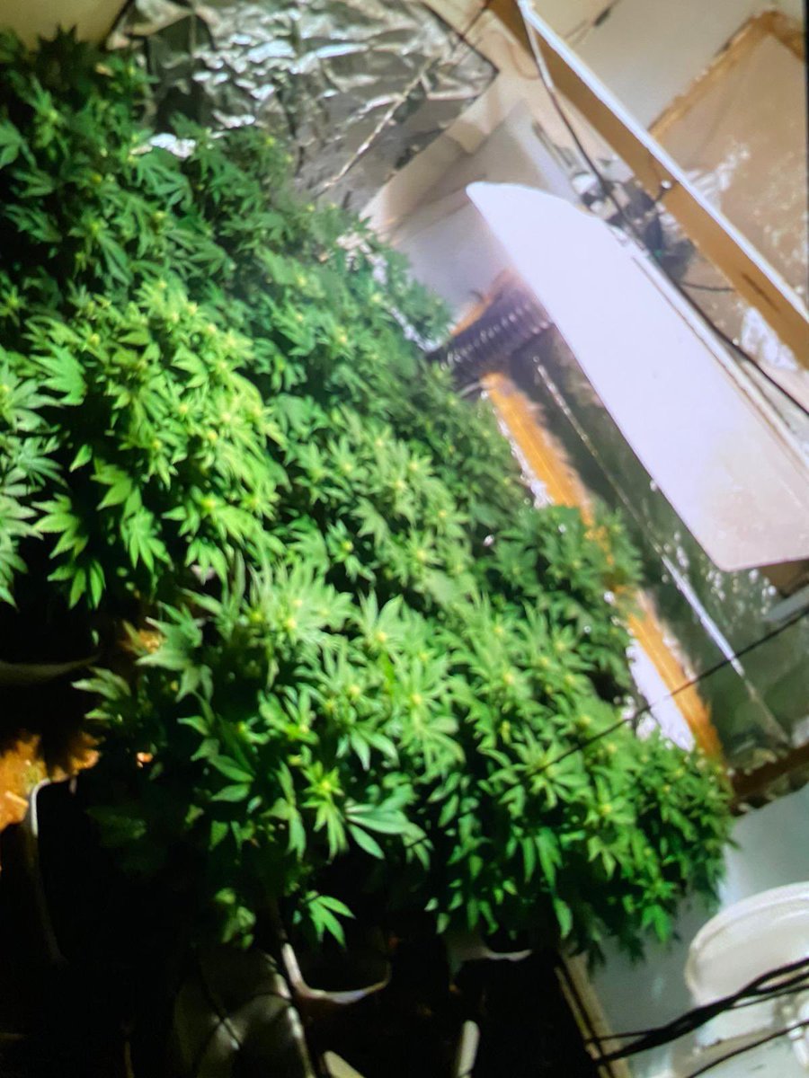 Special_Insp666's tweet photo. Another shift another cannabis grow great result for team Bolton @GMPBoltonSouth @GMPSpecials https://t.co/F1cbvQ1pIR