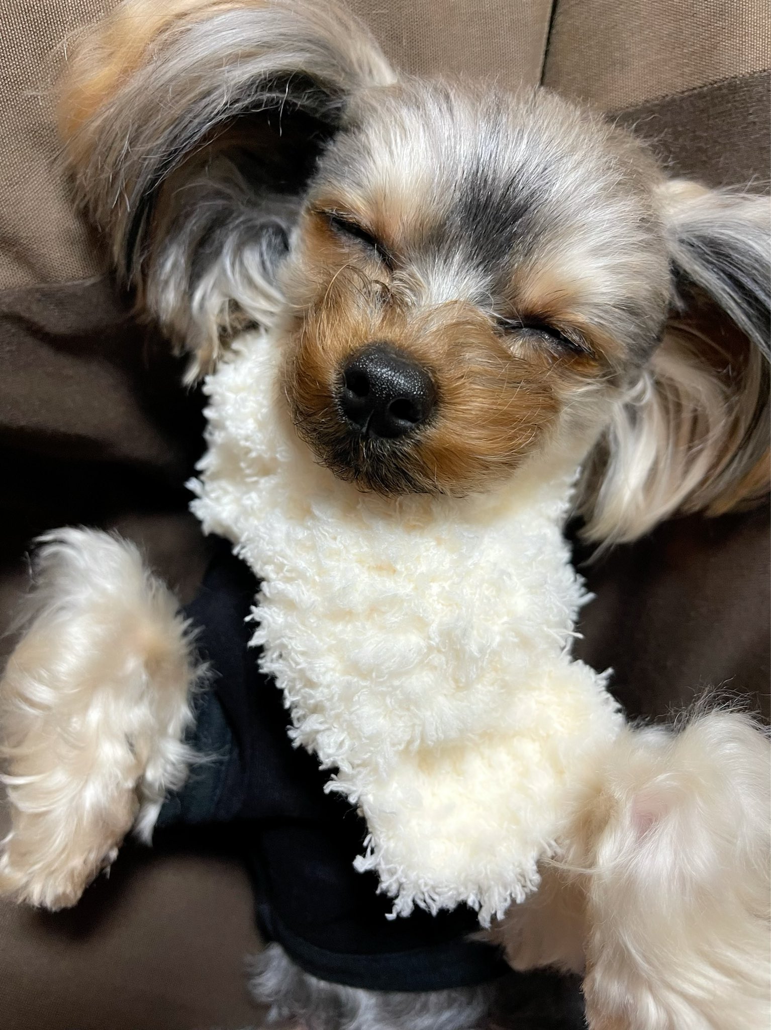 吉井香奈恵 かんちゃん ロキと実家で寝正月でした 来週からフル稼働です コロナもまた不安ですが 元気に活動お届けします T Co Nvexcpmatf Twitter