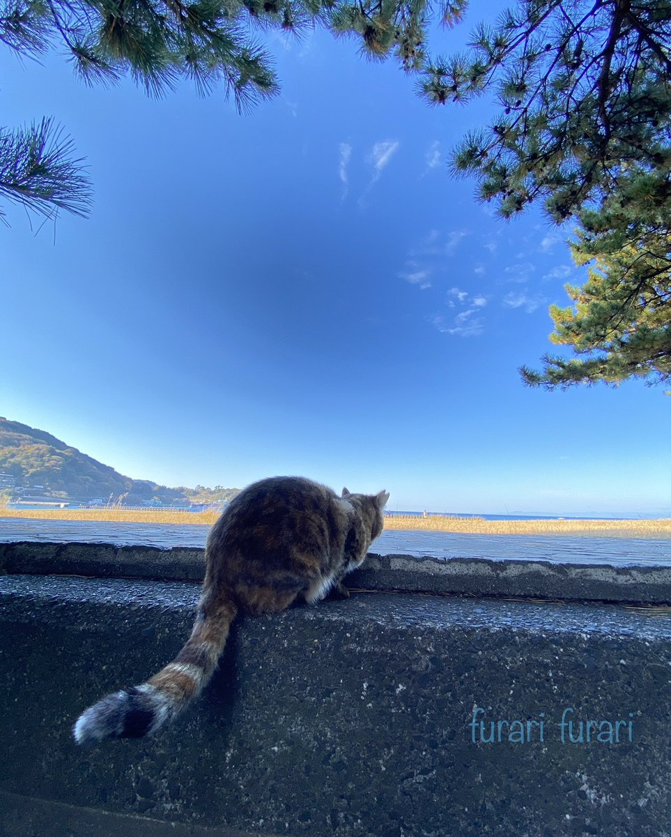 さくらねこものがたり 海辺編 きじとら 1 お弁当を広げたら、いつのまにか現れ、人間食は嫌いらしく、あっという間に去っていった…