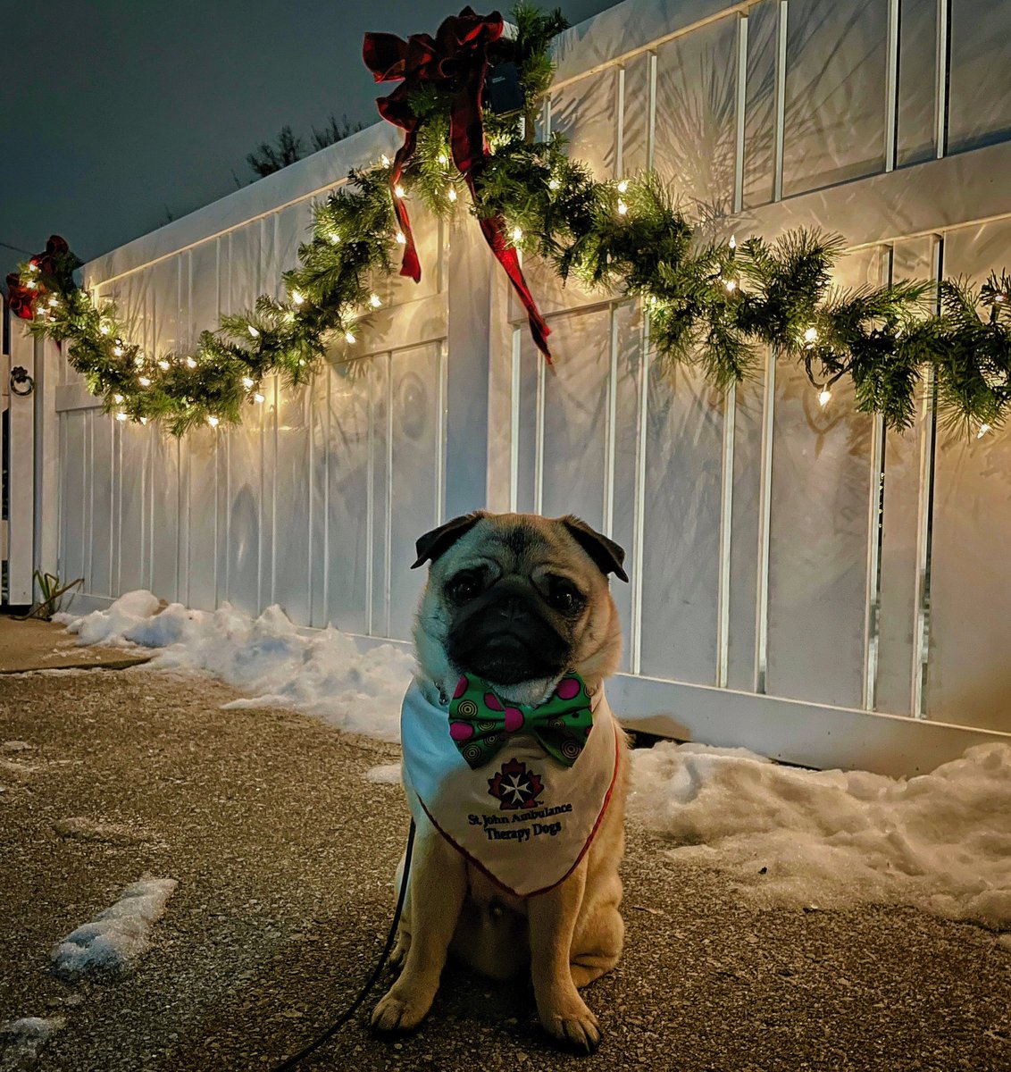 Peaceful ending to a busy work week 💚 ~ Zombie Pug 

#vaccineclinic 

#pug #therapydog #ldnont #feelthelove #pugsnkisses #pugsnotdrugs