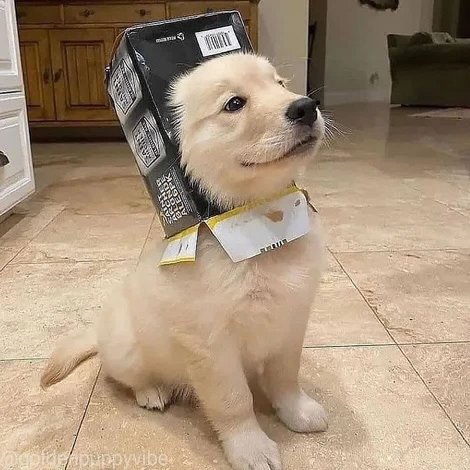 Mom has a new sous chef recruit.  As you see, he is a fan of @Mortonsalt One problem --after deep dive on spices, he decided everything tastes better with salt.

#Souschef #Puppies #Dogs 
(Goldenretriever_smart iG)