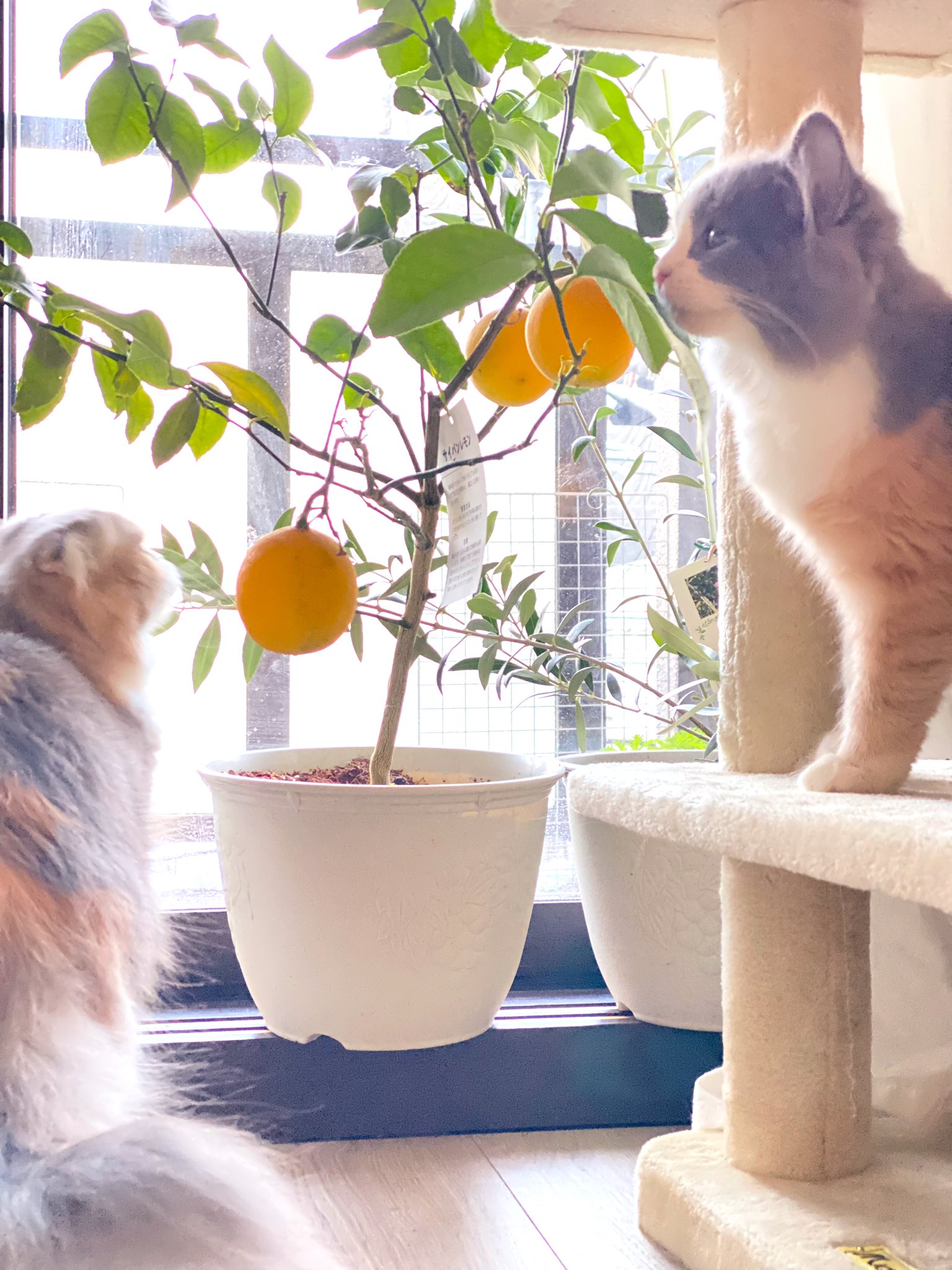 Negitoro Cat 外壁工事の為 植物は室内置きになるのでお片付けにゃ レモン 檸檬 れもん Catsontwitter T Co C2bieu61sn Twitter
