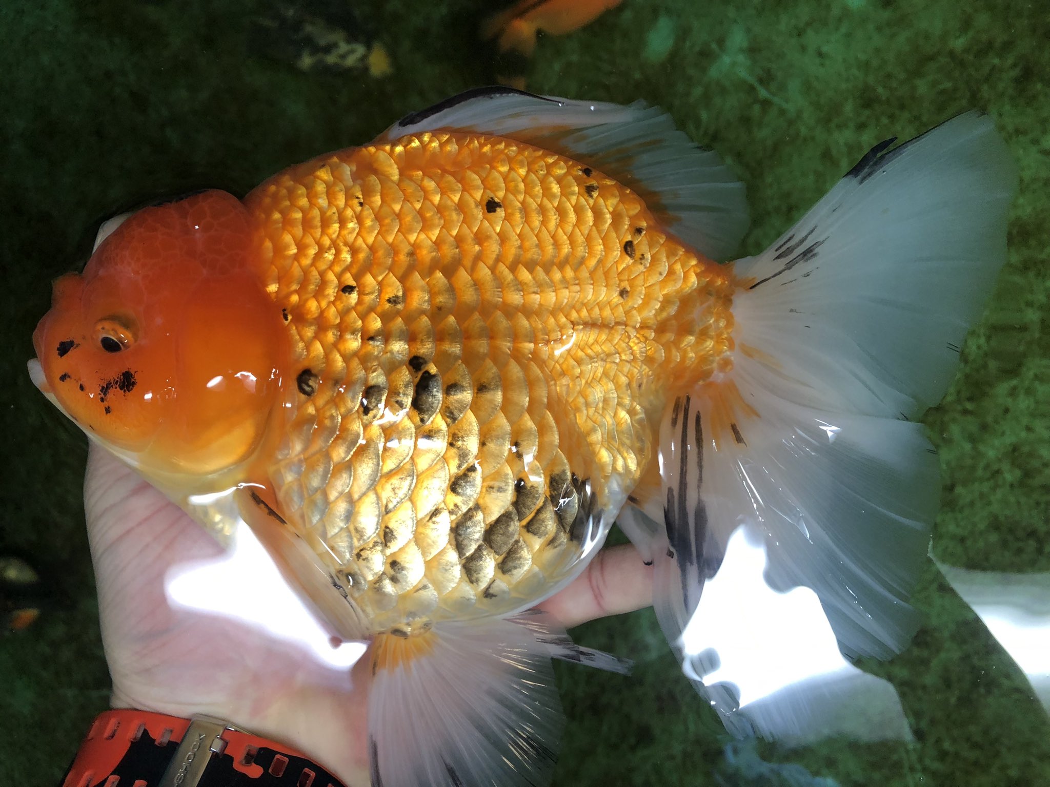 斧田観賞魚センター ハーフムーンオランダ 中国産 全長22 ラスト1匹なので特価です 斧田観賞魚センター 金魚 ハーフムーンオランダ T Co 3gbuoatthx Twitter