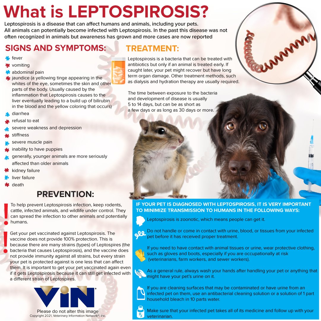 Veterinary Information Network on Twitter: Veterinary Information Network on Twitter: