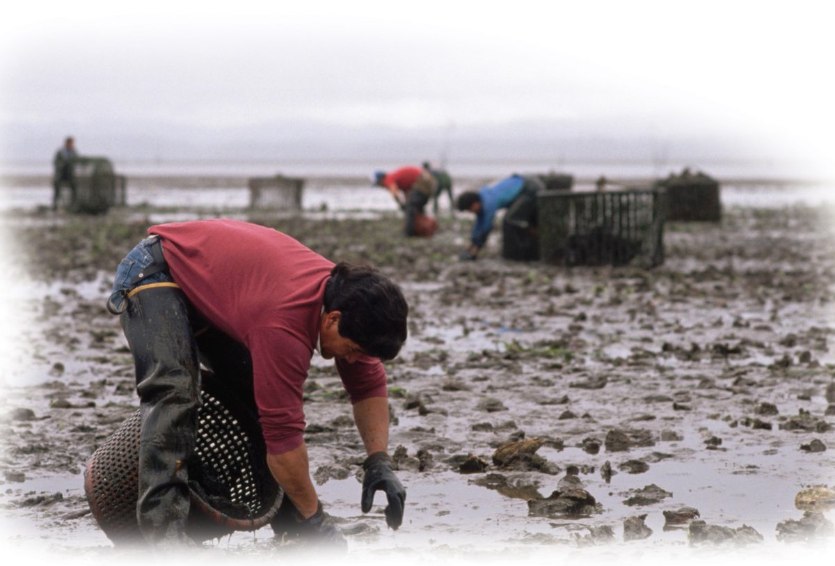 Washington Sea Grant tweet media