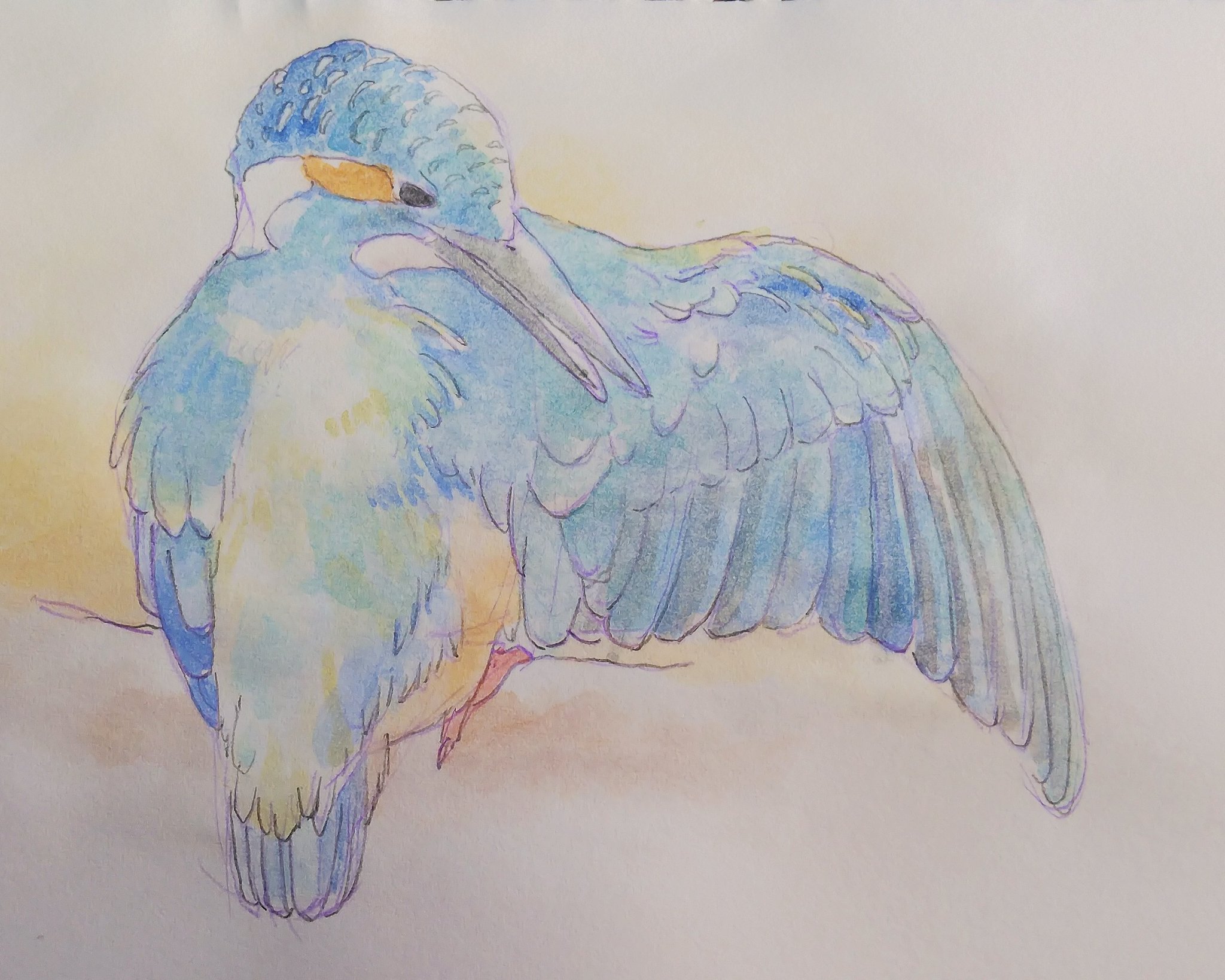 Arinco 鳥描き こんにちは 少しずつ反応が増えてとても嬉しいありんこです いつもありがとうございます 今日のカラスはドライブ中一瞬ちらっと見えたレベルです 翼の描き方をもっと勉強したいなあ 絵描きさんと繋がりたい 水彩イラスト 鳥