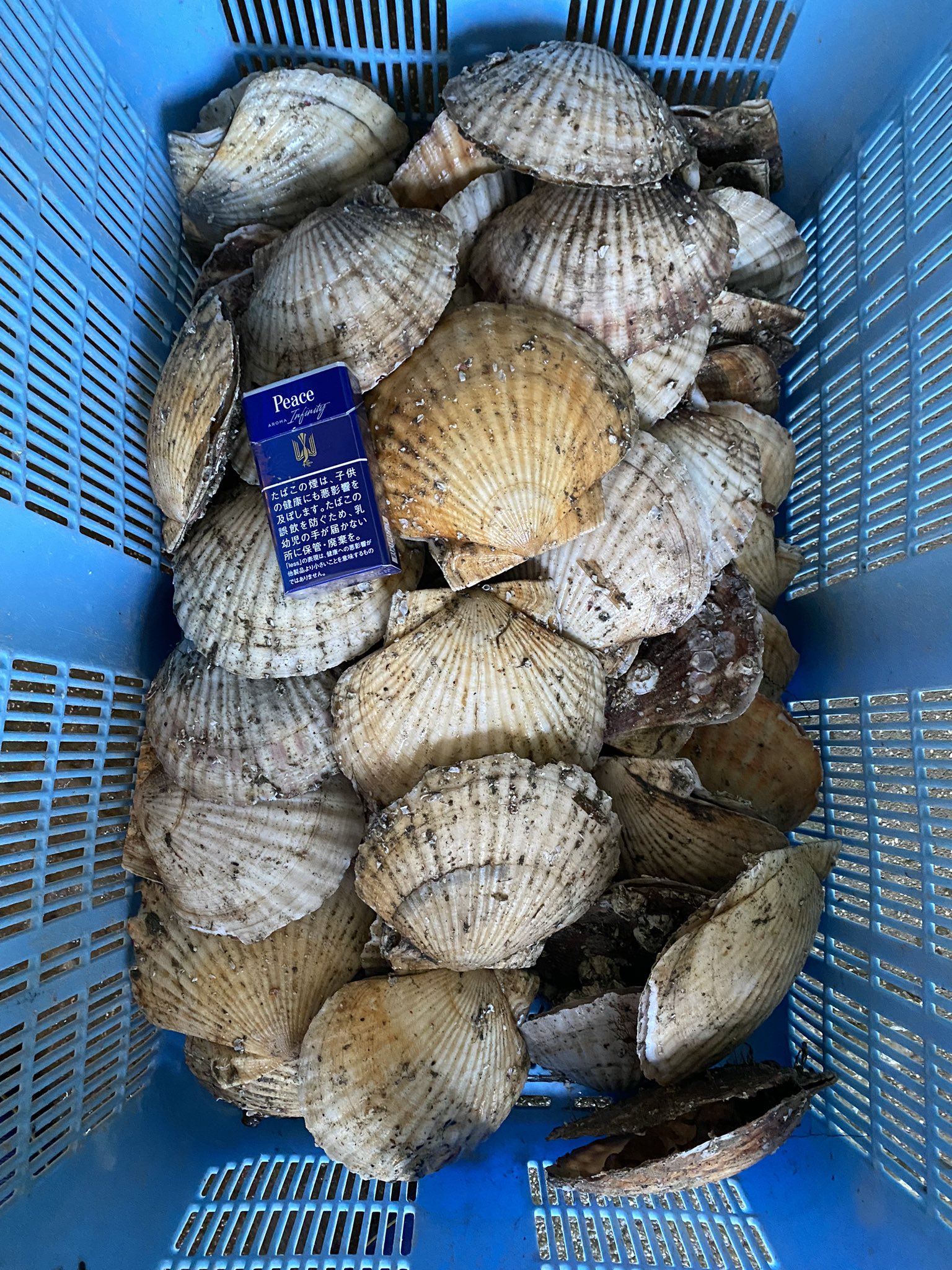 北見食品工業 田中京佑 ほたて研究委員会 Kyosuke0817 Twitter