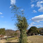 松江市宍道ふるさと森林公園【公式】のツイート画像