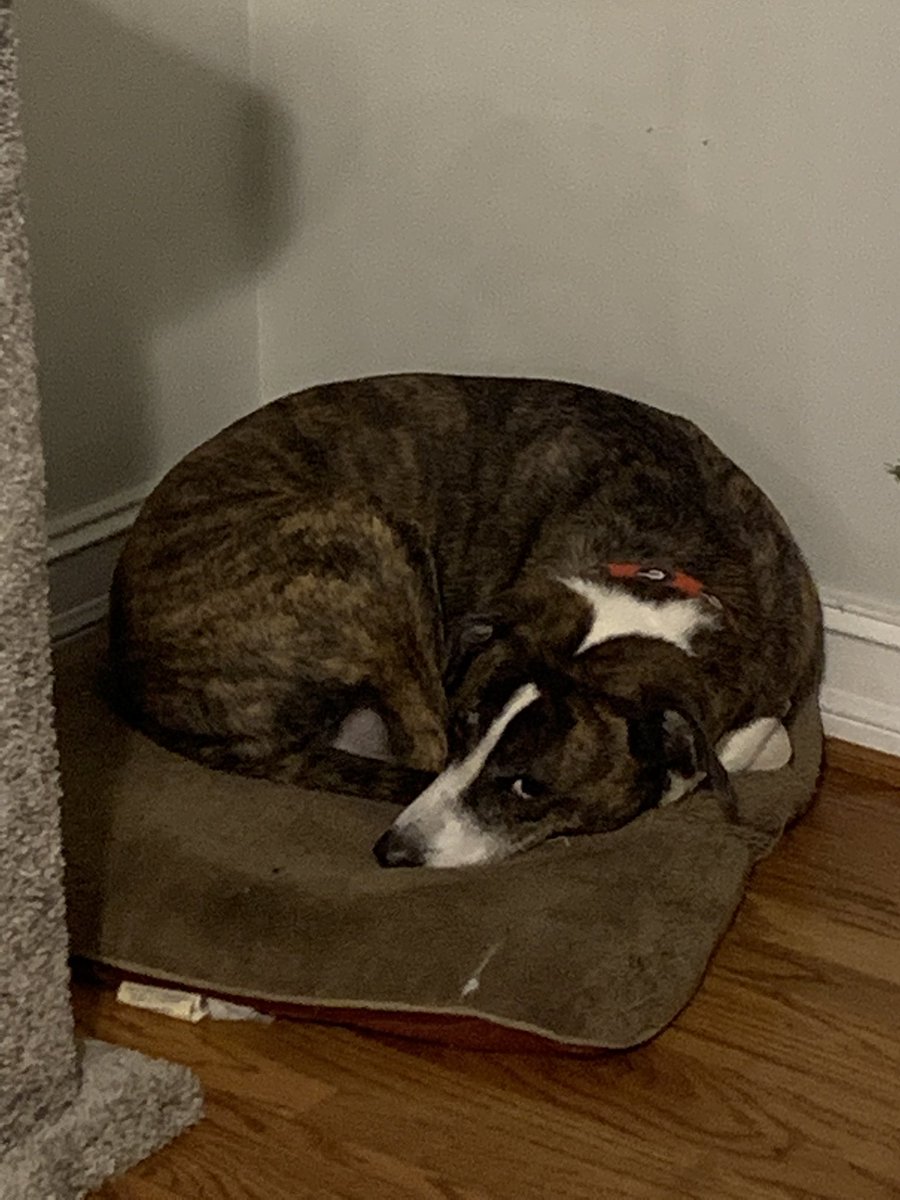 RealJeffClark's tweet photo. #PlottHounds love making a ball https://t.co/NSFG2UHuQW