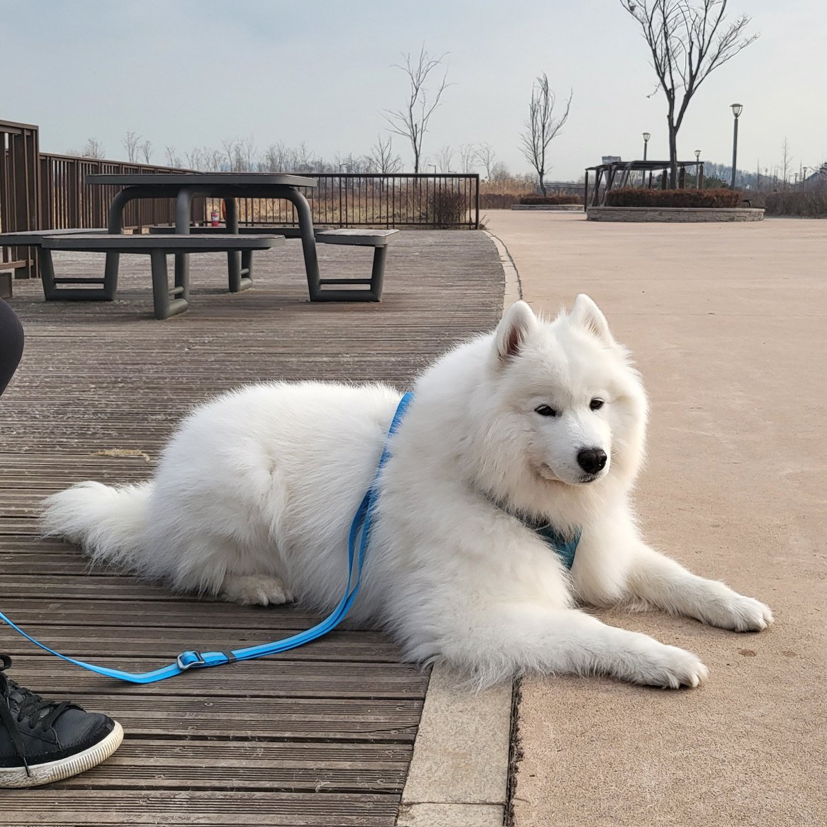 polarsom's tweet photo. 의젓한 멍뭉이 https://t.co/kEK9qNjPED