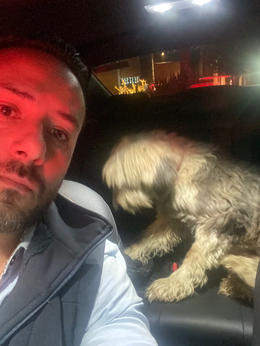 Markojc's tweet image. Lo acabo de rescatar en Vía Atlixcáyotl tiene collar, estuvo apunto de ver atropellado ayúdenme con un RT para encontrar a sus dueños.