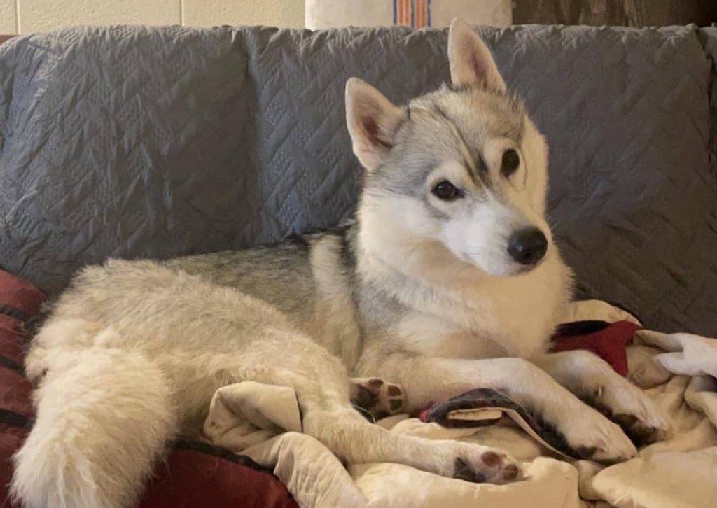 Home at last! Seneca - Siberian Husky from #LongGrove #IL is home safe & sound. Missing 1/6/2022. Reunited 1/7/2022. Welcome home, Seneca!