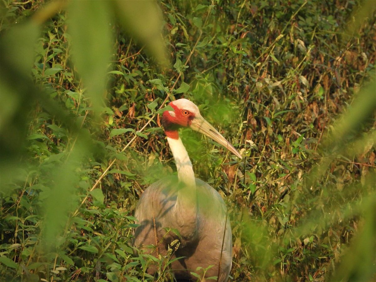 lbgresort's tweet image. A little piece of heaven on Earth 🌾💗☯️
Lumbini Buddha Garden : A Special Place for Family &amp;amp; Friends................🇳🇵 🙏
#love #yoga #nepali #photooftheday #visitnepal #goodmood #explorepage #winter #peaceful #kathmandu #india #saturday #nepal #nature #lumbinibuddhagarden