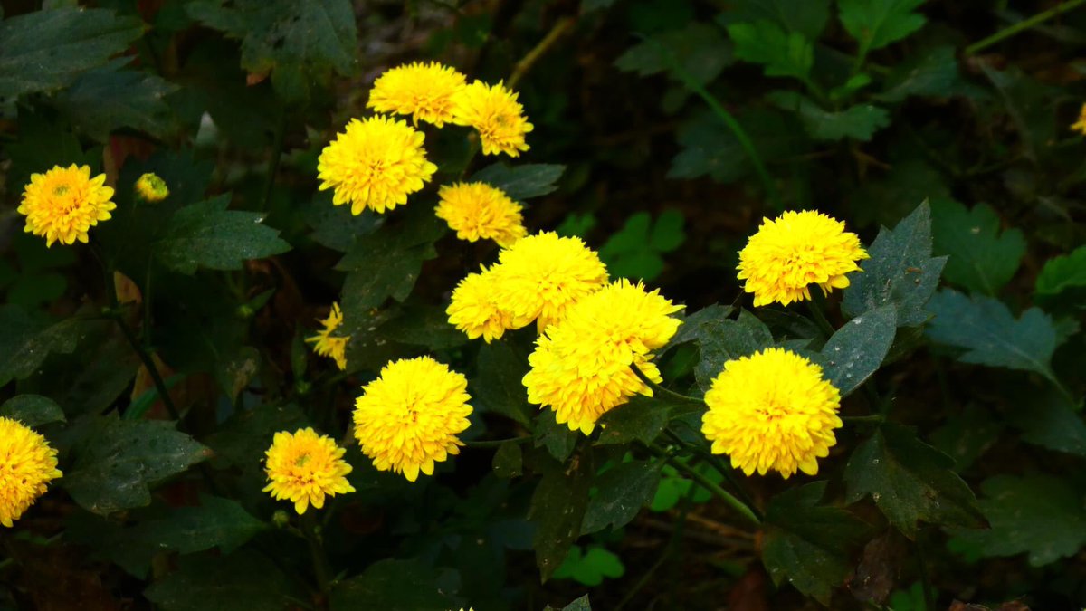 lbgresort's tweet image. A little piece of heaven on Earth 🌾💗☯️
Lumbini Buddha Garden : A Special Place for Family &amp;amp; Friends................🇳🇵 🙏
#love #yoga #nepali #photooftheday #visitnepal #goodmood #explorepage #winter #peaceful #kathmandu #india #saturday #nepal #nature #lumbinibuddhagarden