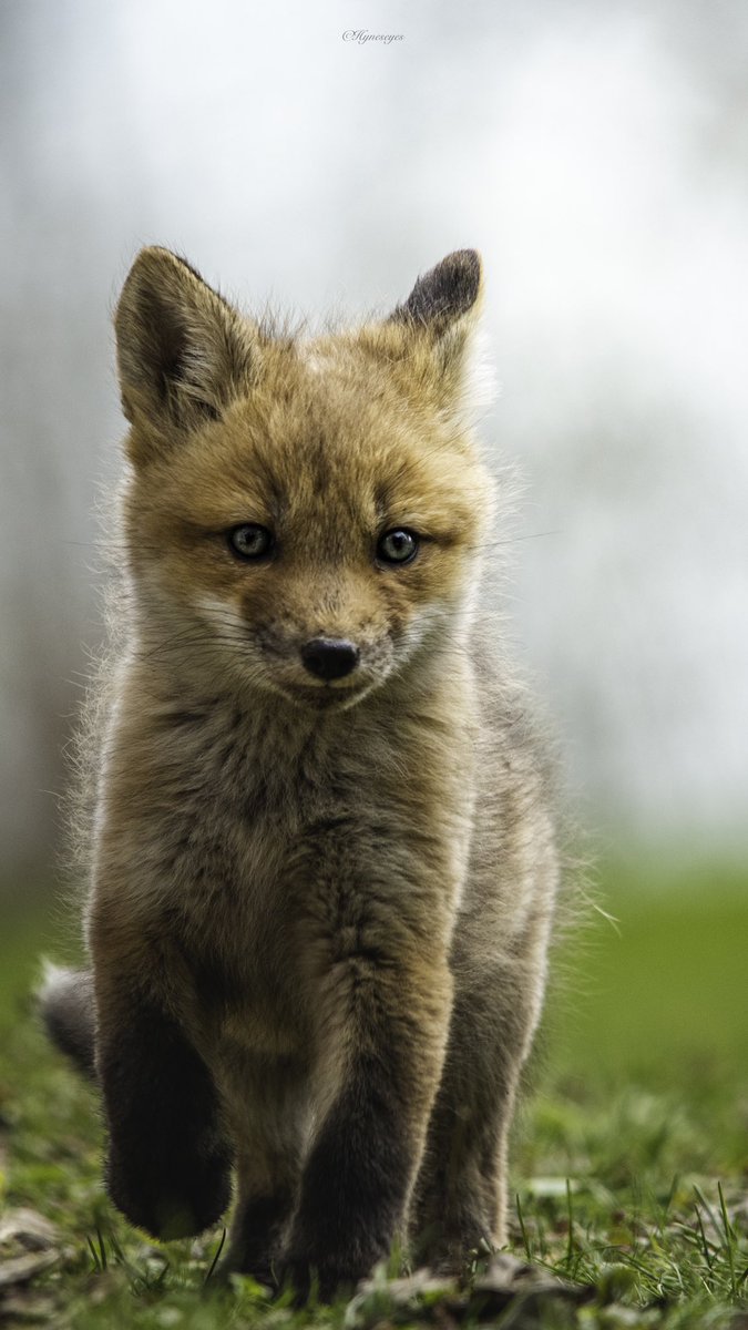 I’m a wildlife photographer and I took these photos. 

#wildlifephotography #wildlife #birdphotography #nature #photography