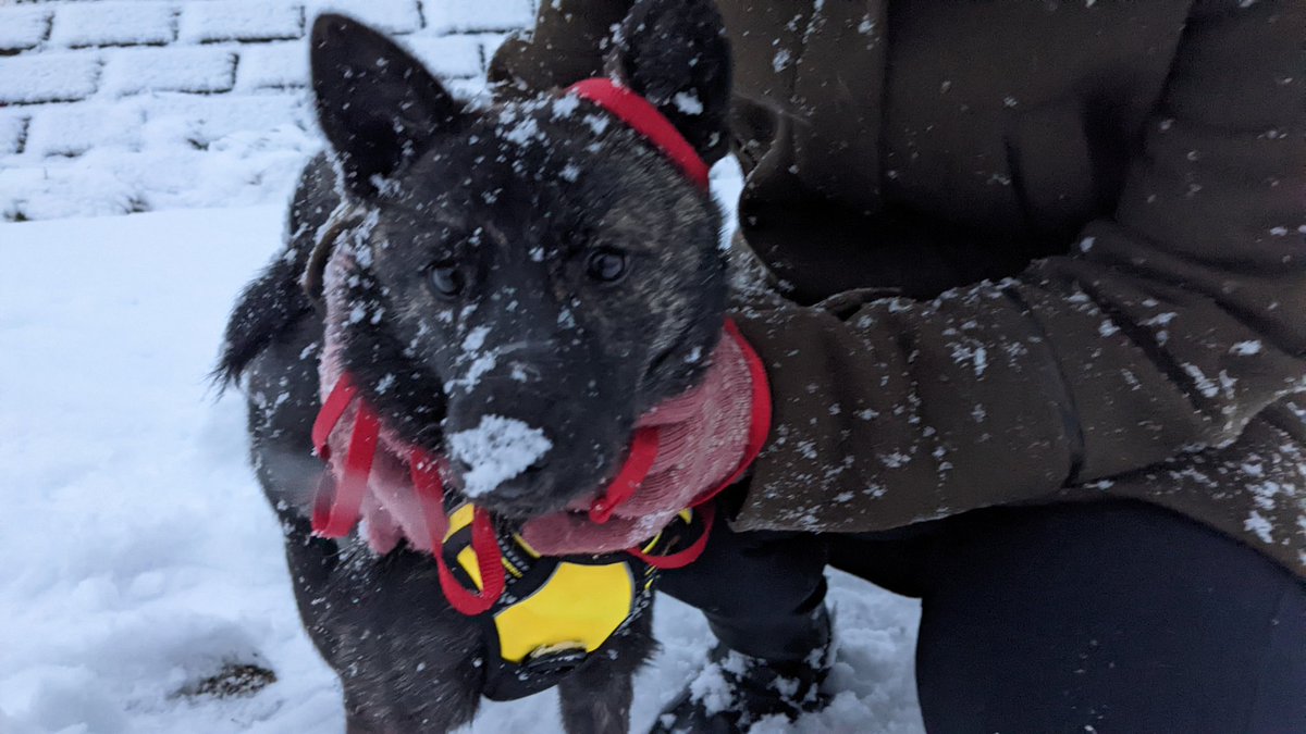 初積雪で遊び
#甲斐犬
#日本スピッツ
#江戸川区