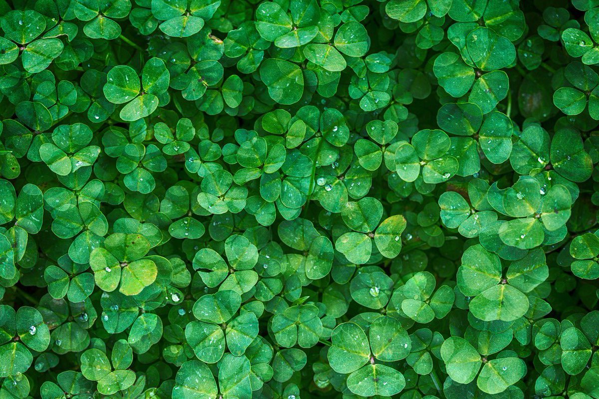 RevelDaily's tweet image. A patch of clovers! #Revel