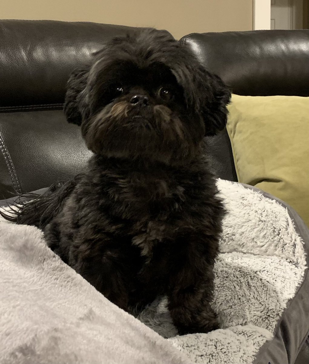 AClardyGRREC's tweet image. I had a furry behavior coach assistant for NTI days 1 and 2. She loved participating in CSTs with North Warren on day 1 and meetings with teachers from Plano on day 2❤️ #pupassistant #shelovesNTIdays😍